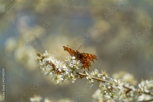 C-Falter sammelt auf einer Blüte Nektar photo