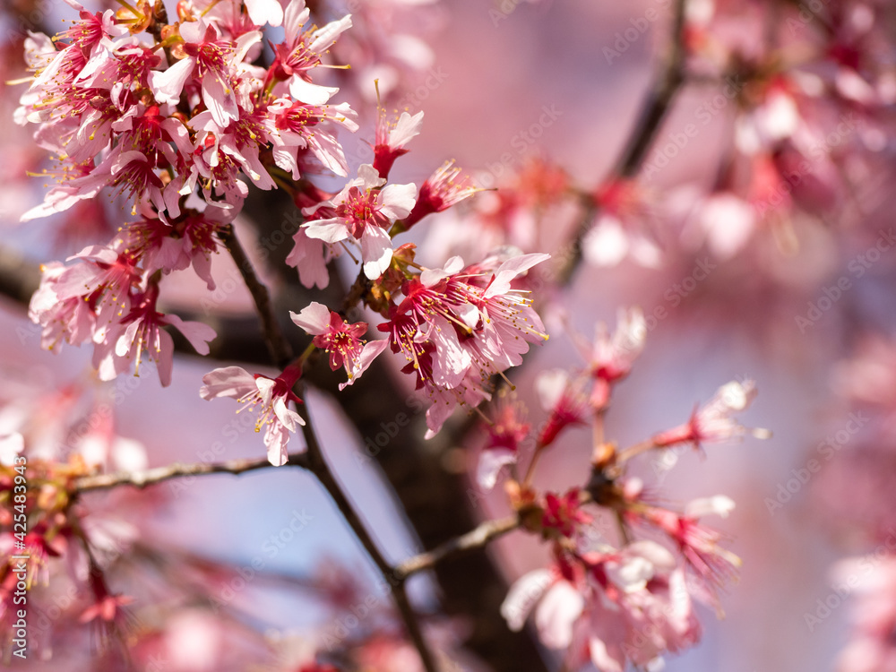 Pink Japanese plum fruit blossoms