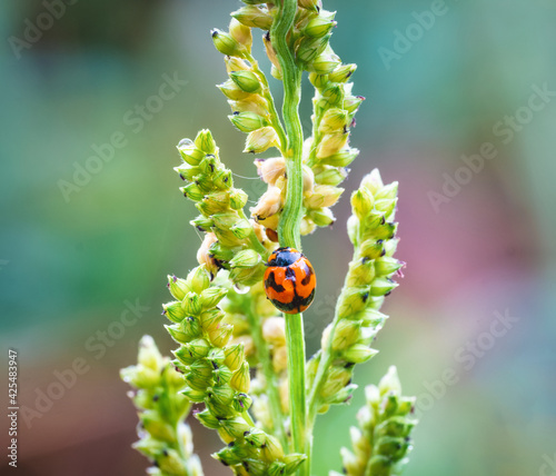 Macro shot of red lady bug on grass flower on blurred green background.
