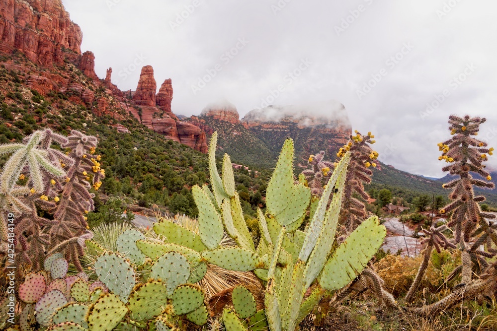 Cacti in desert near Sedona Arizona USA Cacti in desert near Sedona Arizona USA