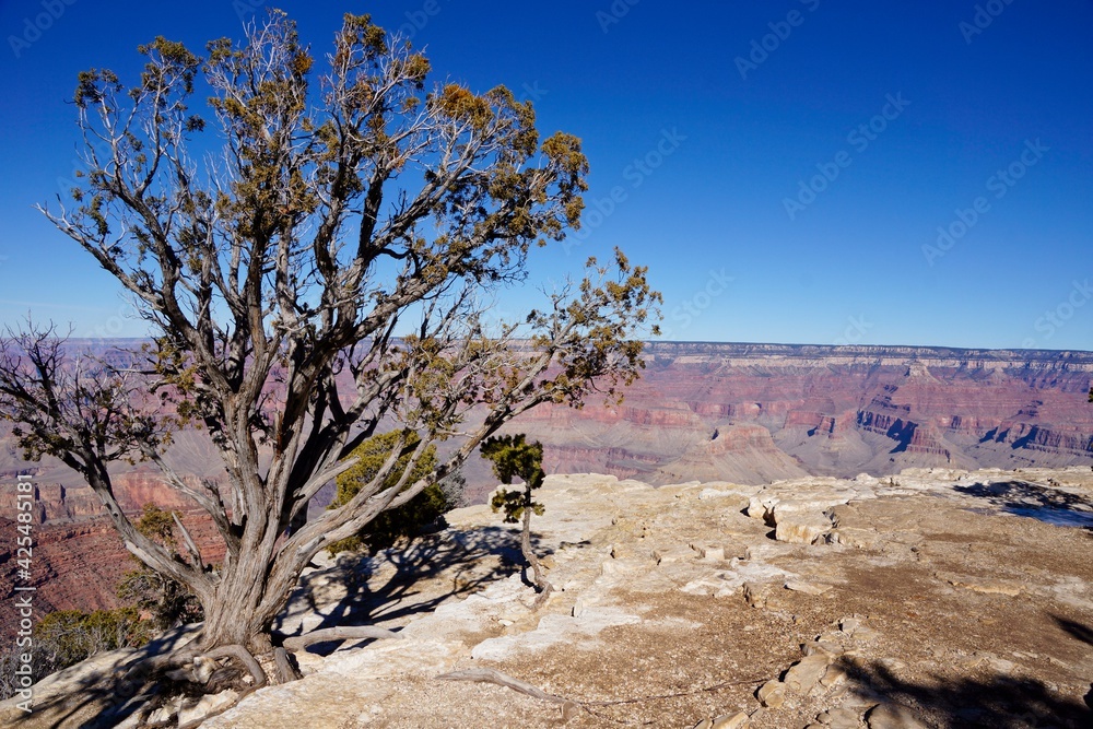 Gnarled tree at the Grand Canyon in Arizona