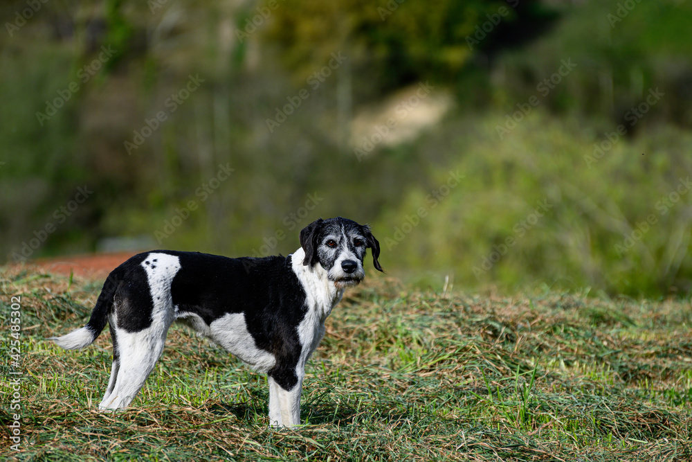 Dog without breed, of medium size, of black and white color, sideways to the photo while looking attentively at the camera, observing