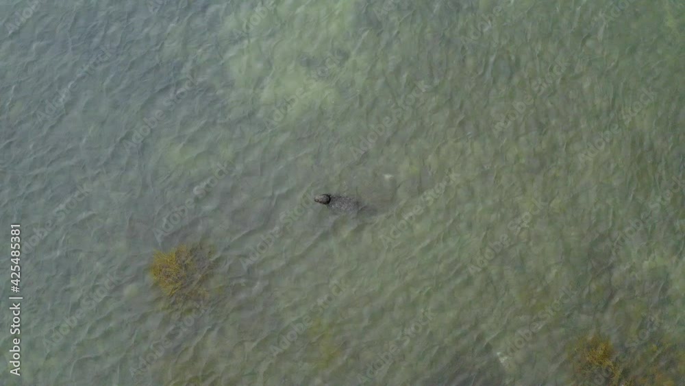 Aerial view above grey seals, swimming in transparent waters of Iceland - top down, drone shot - Halichoerus grypus Aerial view above grey seals, swimming in transparent waters of Iceland - top down, drone shot - Halichoerus grypus