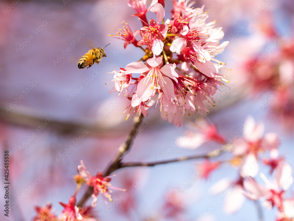 Honey bee visits pink plum blossoms 2