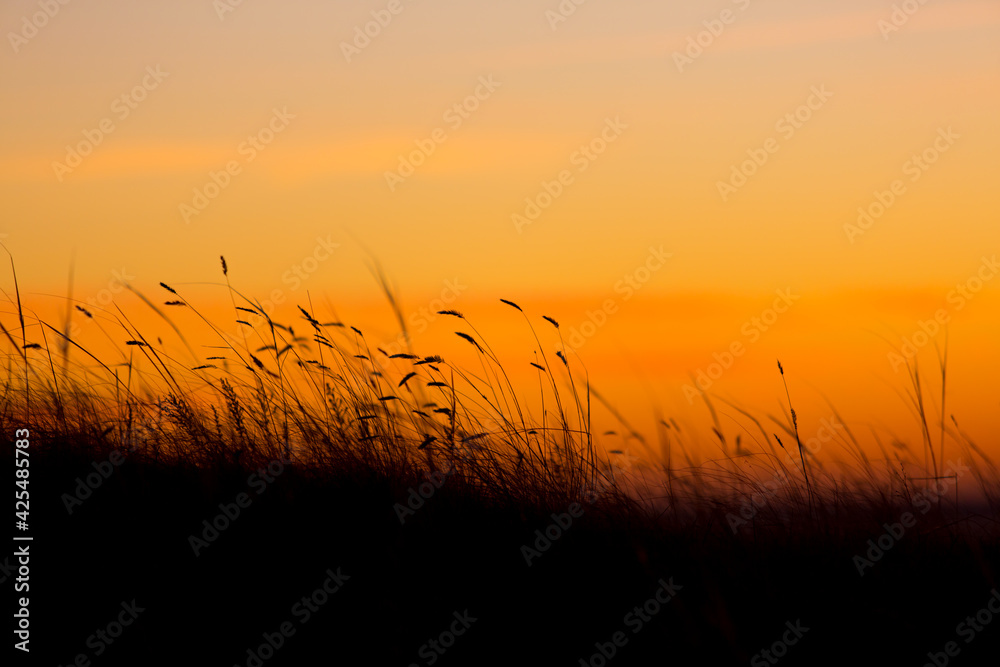 grass against the orange sunset sky