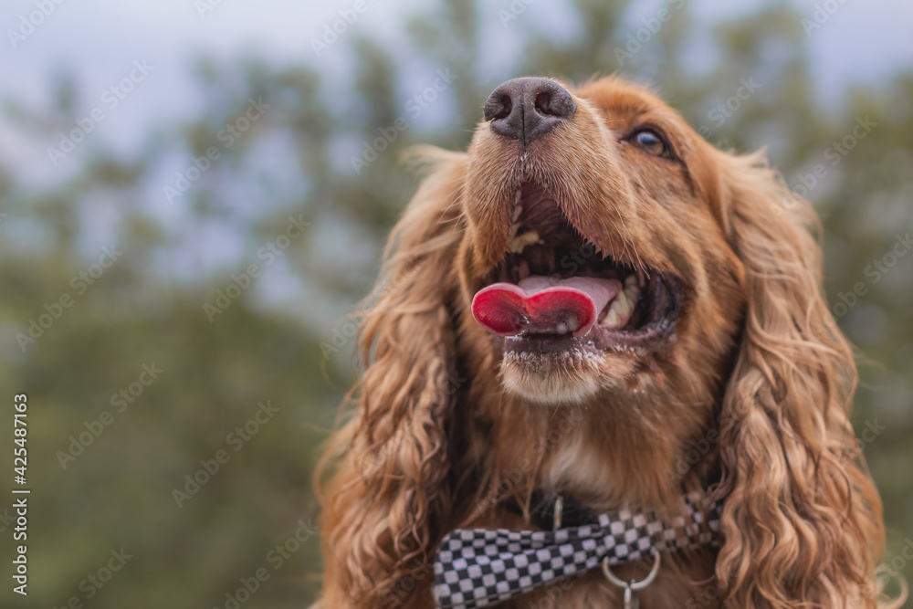 portrait of a dog