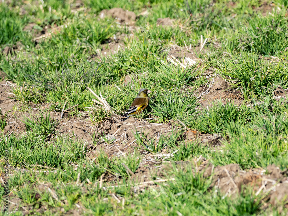grey-capped oriental greenfinch in empty field 7 grey-capped oriental greenfinch in empty field 7