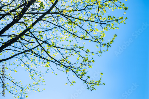The beautiful spring background of the new leaves on the tree against the blue and clear sky and sunshine. Selective focus.