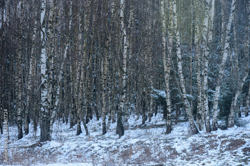 Fototapeta Naklejka Na Ścianę i Meble -  Ośnieżona brzezina
