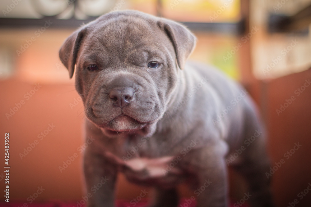 Fototapeta premium portrait of a dog