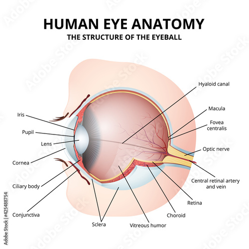 Schematic diagram of the human eye anatomy