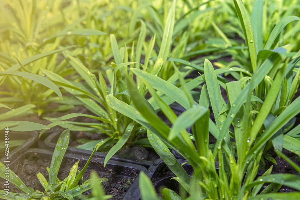 Young flower seedlings. Growing in a greenhouse. Selective focus. Toning.