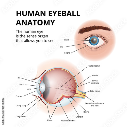 anatomy of the human eyeball, schematic medical diagram