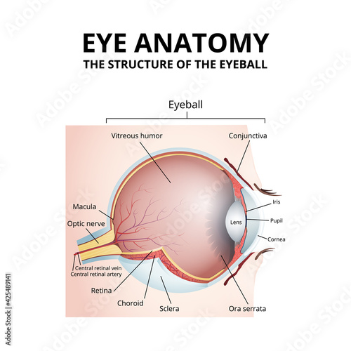Schematic diagram of the human eye anatomy