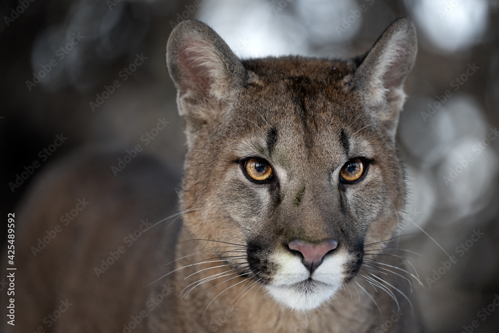 Obraz premium Portrait of a male American cougar