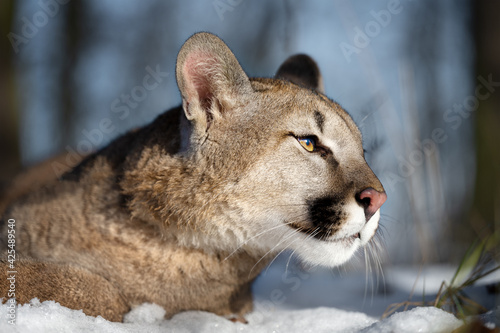 Portrait of a male American cougar