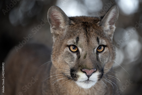 Portrait of a male American cougar