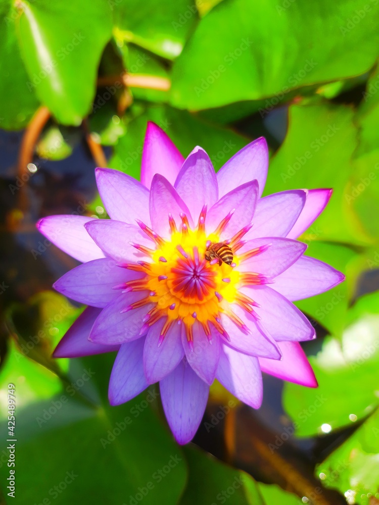 blue water lily blue water lily