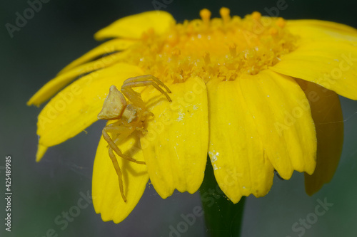 Crab spider (Thomisus onustus) on a flower photo