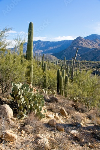Various types of cactus in Catalina State Park near Tucson in Arizona USA
