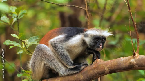 Zanzibar red colobus monkey sitting on tree and resting visible dark face. Wildlife at safari park with african animals. Tanzanian scientific expedition, filmed on cinema equipment 10 bit 6K downscale