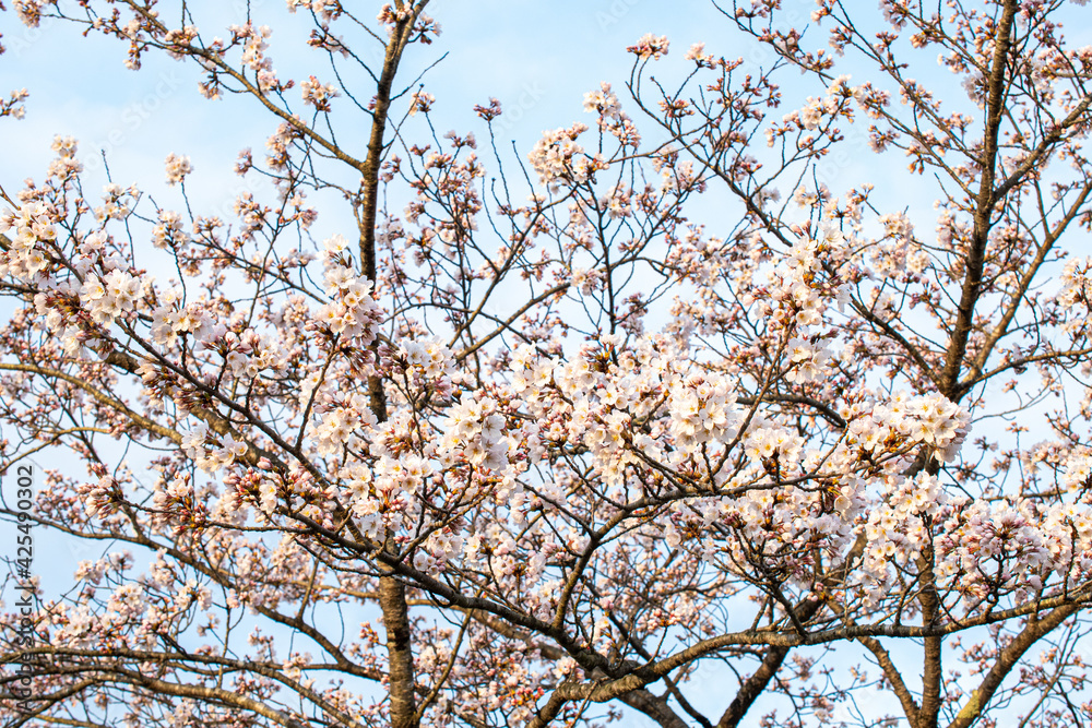 満開を迎えようとする桜 満開を迎えようとする桜