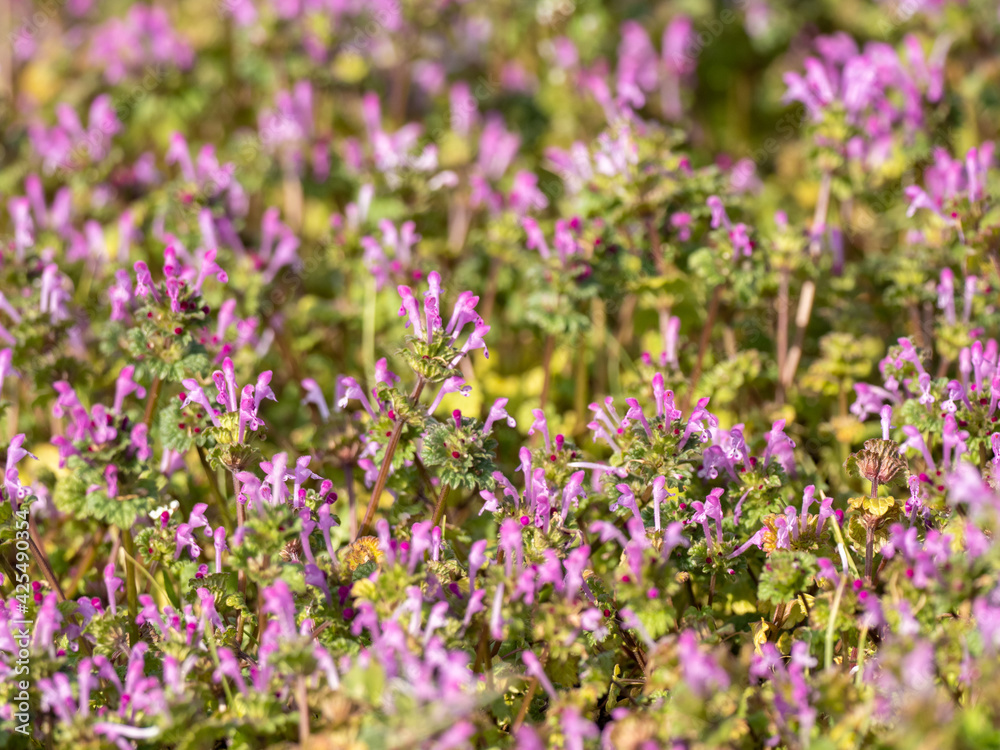 Henbit Deadnettle flowers in an empty field 1