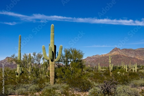 Ajo Mountains in Organ Pipe Cactus National Monument in Arizona USA