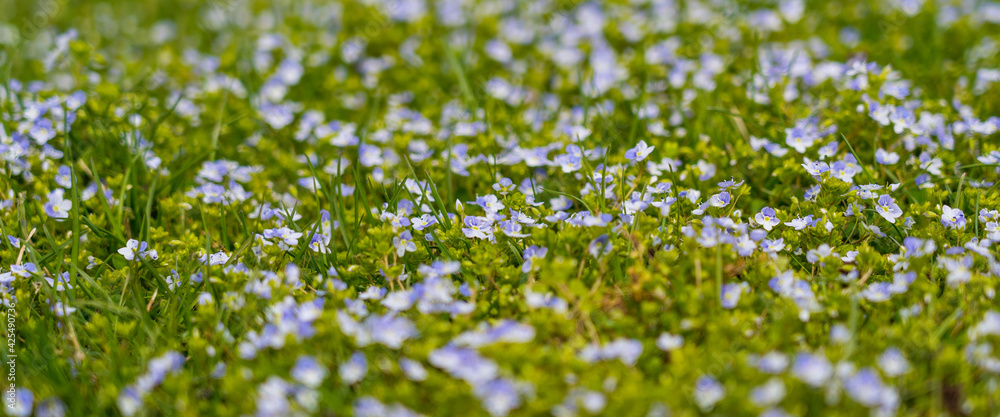 many little blue spring flowers in fresh grass many little blue spring flowers in fresh grass