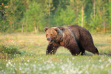 The brown bear (Ursus arctos) walking through the Finnish taiga. A big male bear goes spring meadow. Big bear on a green background.