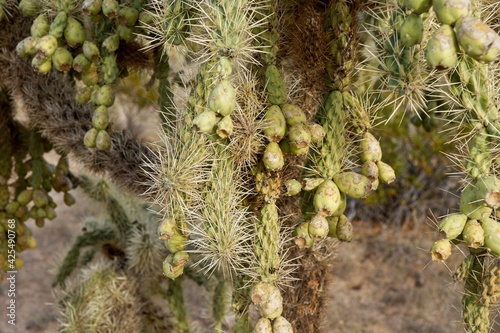 Cactus in Organ Pipe Cactus National Monument in Arizona USA photo