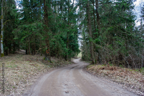 A dirt road leading through an old forest, located in Masuria, Poland, in the former Prussian lands near the city of Ełk