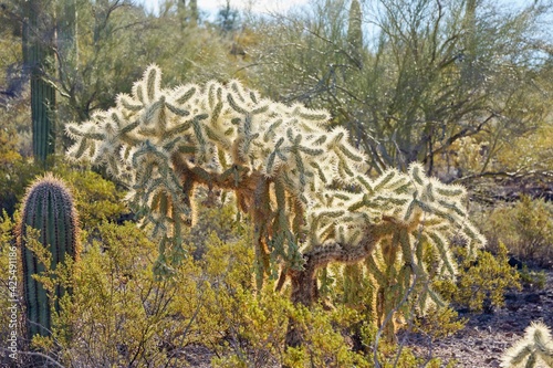 Chain Fruit Cholla (Opuntia fulgida) in Organ Pipe Cactus National Monument in Arizona USA