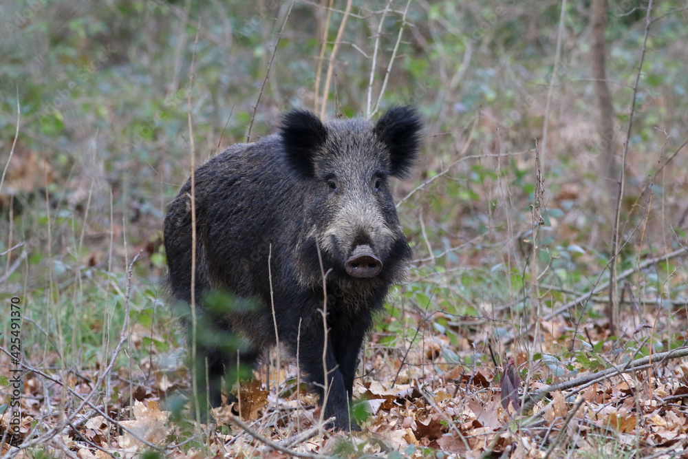 Wild boar photographed with a telephoto lens