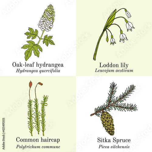 Set of edible and medicinal plants