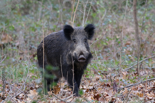 Wild boar photographed with a telephoto lens © Gonzalo