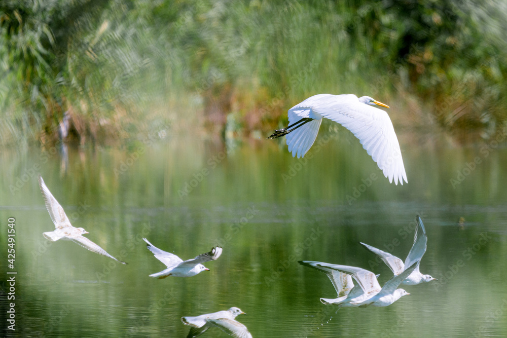 Ardea alba or White heron portrait Ardea alba or White heron portrait