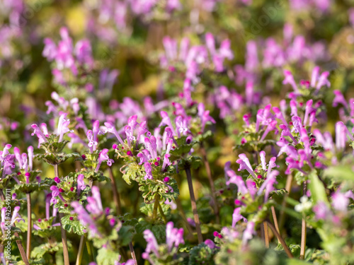 Henbit Deadnettle flowers in an empty field 2