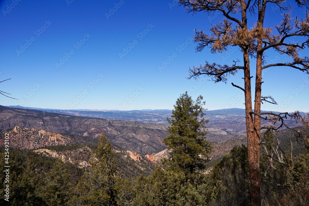 Gila National Forest in New Mexico