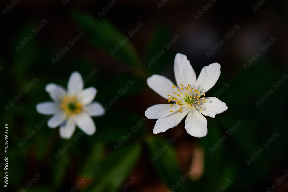 Flowers in the woods in spring. Nemorous anemonoides Flowers in the woods in spring. Nemorous anemonoides