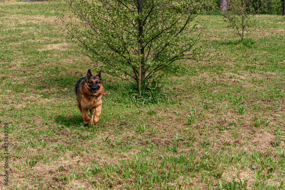 German Shepherd Dog running facing the camera with a stick in its mouth, ears pricked, one hand forward and the other tucked back facing the observer you can see a small tree to the right of the dog German Shepherd Dog running facing the camera with a stick in its mouth, ears pricked, one hand forward and the other tucked back facing the observer you can see a small tree to the right of the dog