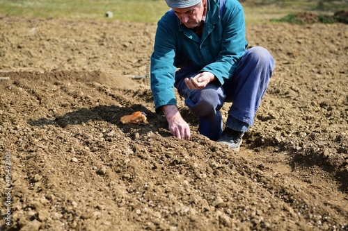 Handmade method of planting plant seeds in a row in the ground in spring