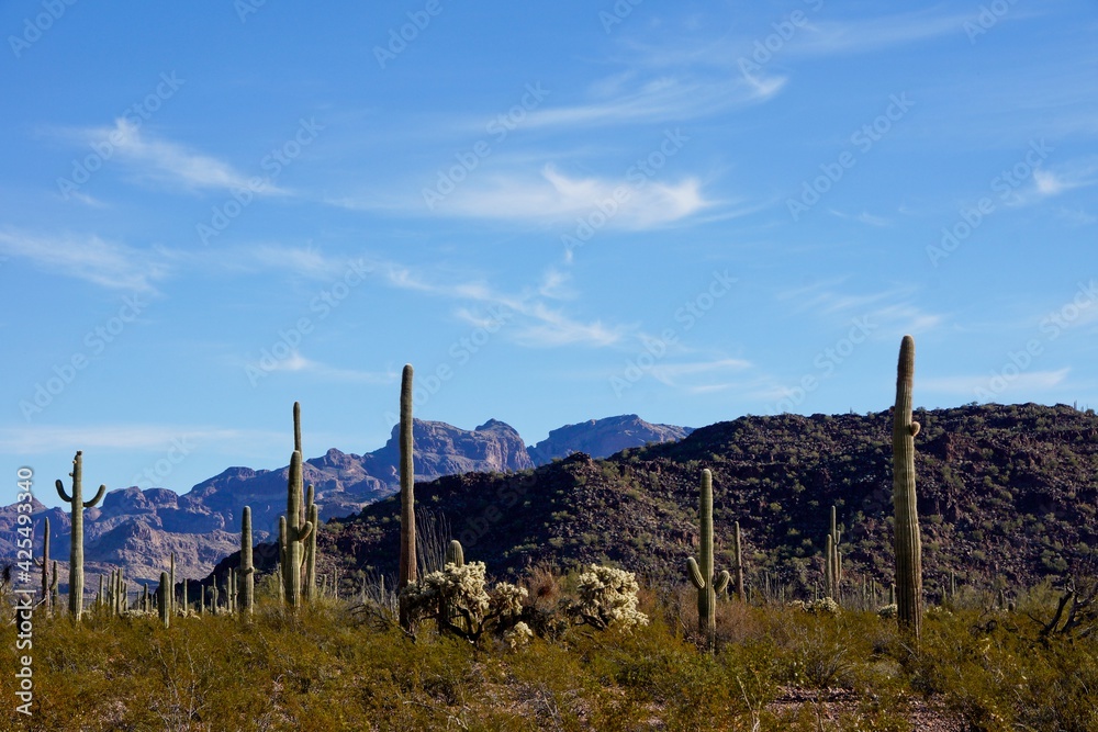 Fototapeta premium Organ Pipe Cactus National Monument in Arizona USA - Protected area of the Sonoran Desert