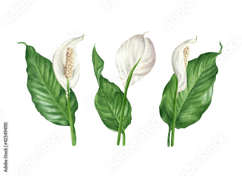 Watercolour spathiphyllum. Flowers and leaves peace lily arrangements