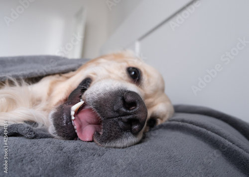The dog sits on the bed under a gray blanket. A golden retriever in a modern bedroom is looking at the camera. The concept of pets in a cozy home.