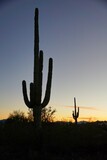 Saguaro Cactus in evening sun
