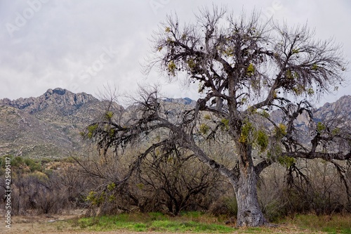 Tree in Catalina State Park in Arizona USA