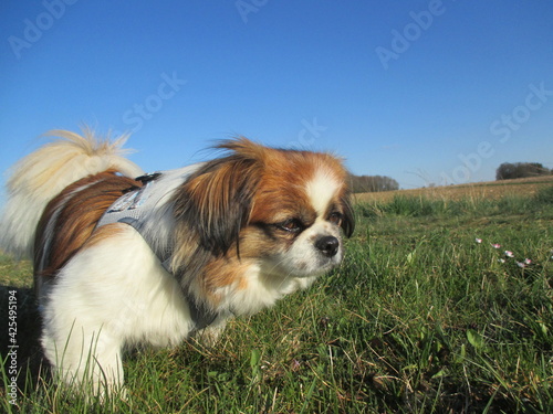 Fotografie Kleiner Hund Close Up - beim Spaziergang - Sonnenschein, blauer Himmel, Nahaufna