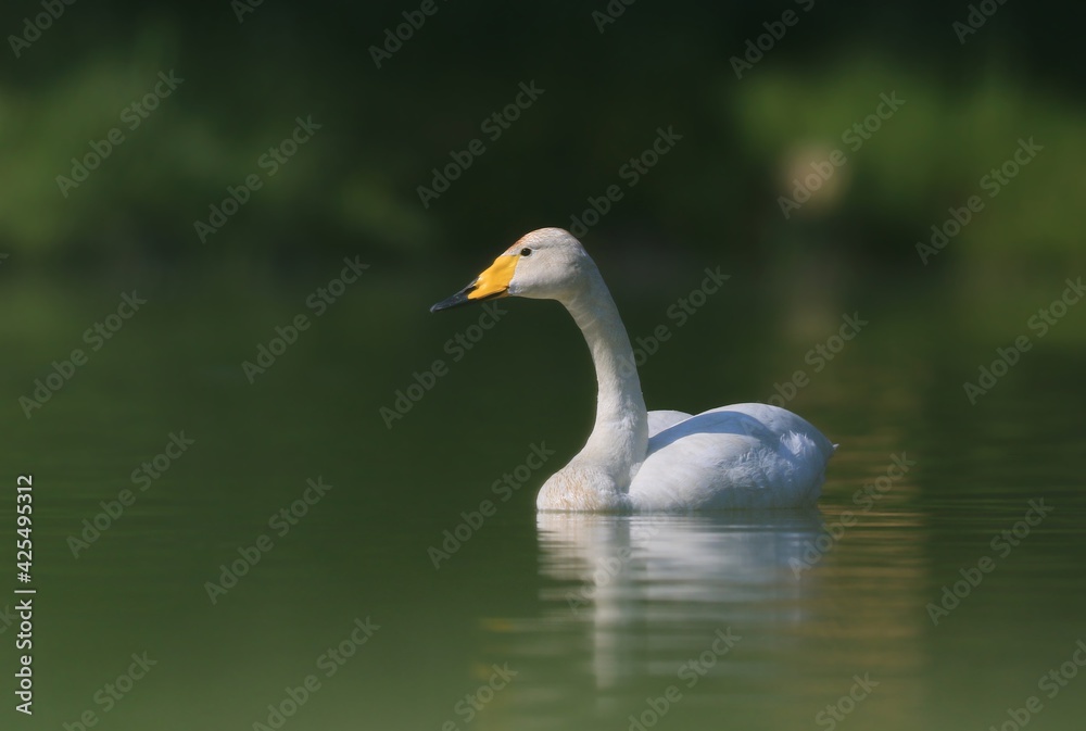 Beautiful Whooper swan swimming in the water. Wildlife scene from nature. Cygnus cygnus Beautiful Whooper swan swimming in the water. Wildlife scene from nature. Cygnus cygnus