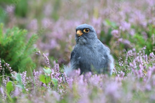 Red-footed falcon sitting on the meadow with violet flowers. Falco vespertinus in the nature habitat.